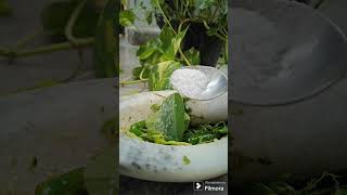 Khire ke patte ki chatnishortvideo food tasty ytshort recipe yummy [upl. by Esinahs]