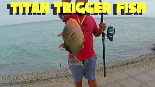 HUGE GIANT TITAN TRIGGER FISH [upl. by Einad]