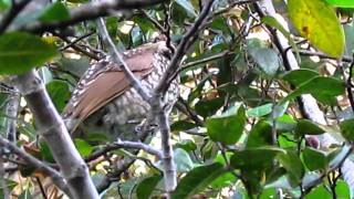 Regent bowerbird  female [upl. by Kampmeier168]