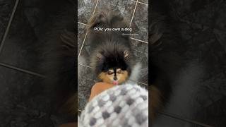 POV you own a dog 😆 pomeranian dog [upl. by Donn474]