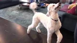 Blues Poodles Advanced Dog Tricks [upl. by Jamil]