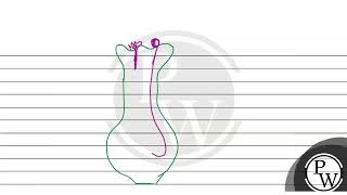 Draw a longitudinal section of the pistil from a flowering plant where pollination has occurred [upl. by Lilia404]