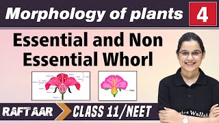 Morphology in Plants 04  Essential amp Non Essential Whorl  Class 11NEET  RAFTAAR [upl. by Hallie]