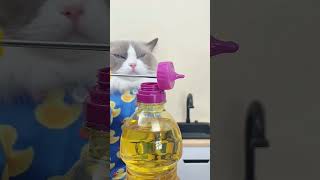 cat puffthemagicdragon pets chefpuff funny funnycats catlover puffcooks thatlittlepuff [upl. by Adao567]