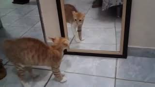 Cat scared as sht of the cat in the mirror [upl. by Thier]