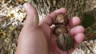 ID That Tree Mockernut Hickory [upl. by Hackathorn867]