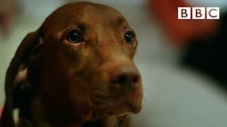 Can dogs tell the time 🐶  Inside the Animal Mind  BBC [upl. by Greta]