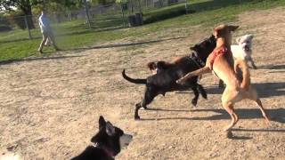 RAW Yellow Lab Blue Healer Mix Fights Black Lab At Omaha Dog Park [upl. by Sigvard]