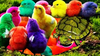 Tangkap Ayam Lucu 🐣🌈 Ayam Warna Warni Ayam Rainbow Gokil Bebek Kura KuraHewan Lucu Sangat Seru [upl. by Capello671]