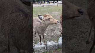 Deer Bows Its Head to Greet Visitors  1517074 [upl. by Mills]