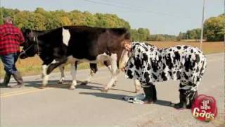 Most Wanted Cow Fugitive Prank [upl. by Josee139]