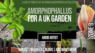 Amorphophallus in a UK Garden  Konjac Bulbifer Albus and more [upl. by Oretna]