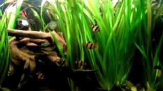 Update of my 420 liters tropical Asia fish tank  Asienbecken 66 [upl. by Skrap]