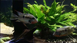 Firemouth Cichlid Fry [upl. by Airamana]