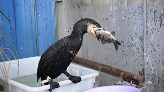 Great cormorant eats the whole fish instantly  Incredible bird [upl. by Lletram]