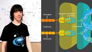 Desmosomes Structure and Functions [upl. by Maharg229]