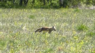 Red Fox Running Through The Field [upl. by Chessa93]