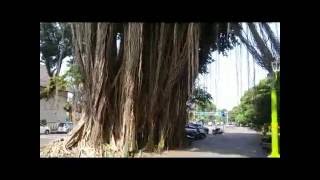 Awesome Ficus Benjamina with Aerial Roots [upl. by Cahn888]