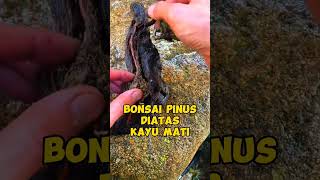 bonsai pinus diatas kayu mati inspirasibonsai [upl. by Lynett]