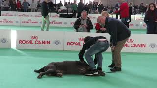 Enci Winner Verona 2019 Raduno Mastino Napoletano [upl. by Bullivant]