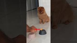 Pomeranian Dog Guesses where his treat is 🤩 dog pomeranian cutedog [upl. by Nesyt]