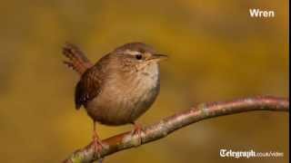 Birdsong for beginners [upl. by Aube893]