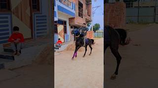 marwari stallion karayel blackstallion horse akramdairyfarm hyderabadhorsechannel6158 [upl. by Corbett]