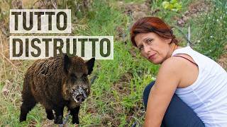 Orto a LUGLIO Disastro CINGHIALI 🐗 [upl. by Elodea]