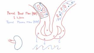 Renal Blood Flow RBF and Renal Plasma Flow RPF [upl. by Haran480]