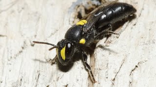 Female Masked Bee Hylaeus sp laying eggs in my Garden for Wildlife [upl. by Saimerej422]