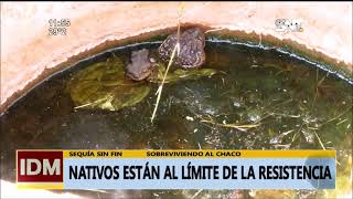 Chaco Paraguayo en situación crítica por falta de agua [upl. by Kosel]