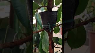 Ardisia elliptica plant plants shorts short shortvideo gardening [upl. by Seltzer]