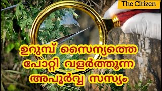 ഉറുമ്പ് സൈന്യത്തെ പോറ്റി വളർത്തുന്ന അപൂർവ്വ സസ്യംbullhornacacia acacia botanical [upl. by Ellegna]