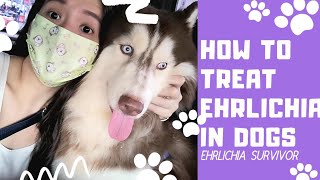 EHRLICHIA IN DOGS  HOW TO TREAT THIS TICK BORNE DISEASE [upl. by Assil244]