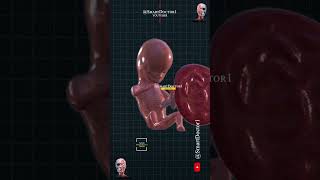 10 week of pregnancy 3D 👶🏻💓🤰🏻 pregnancy baby [upl. by Skees]