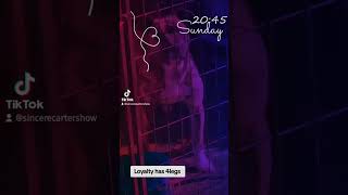 Loyalty has 4 legs puppy corsopups funnyanimal funny pitbull trump pitbull election [upl. by Atinrev]