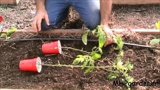 Planting Tomatoes  A Quick Tip [upl. by Thanh]