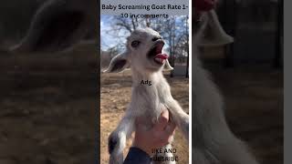 Baby Screaming Goat this goat is a screamer [upl. by Boleyn]