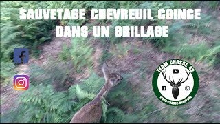 Sauvetage dun chevreuil en danger  Coincé dans un grillage  barbelé  2017 [upl. by Annawahs]