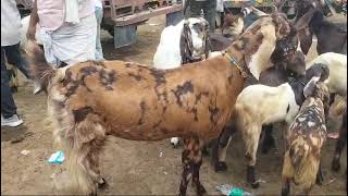 Pratapgarh goat farm uttar pradesh 88406624129721541356 [upl. by Fiedler899]