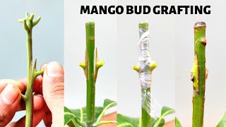 Mango Bud grafting new technique how to graft mango graft tree [upl. by Thor671]