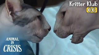 Whats The Cause Of These Two Sphynxes Fight l Animal in Crisis Ep 373 [upl. by Amar]