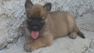 Berger Malinois chiot [upl. by Sukey]