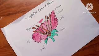 How to draw Longitudinal Section of Flower  LS of a Flower class 10 [upl. by Ellenej432]