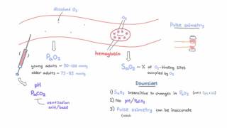 Measuring blood oxygenation [upl. by Tjader748]