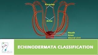 ECHINODERMATA CLASSIFICATION [upl. by Firooc863]