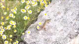 Lacerta agilis  Zauneidechse  Sand Lizard [upl. by Rae]