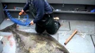 How To Filet A 300 Pound Alaskan Halibut [upl. by Nnayar]