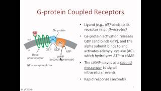 Drug Receptors [upl. by Eikram873]