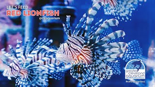 Lionfish Dont Stop Eating cleaquarium [upl. by Boony]